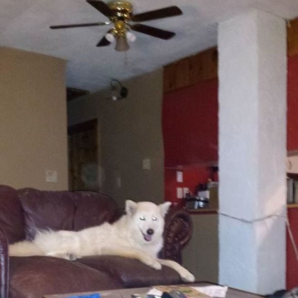 Meet your Posher, Ryan - Picture 1 of 1